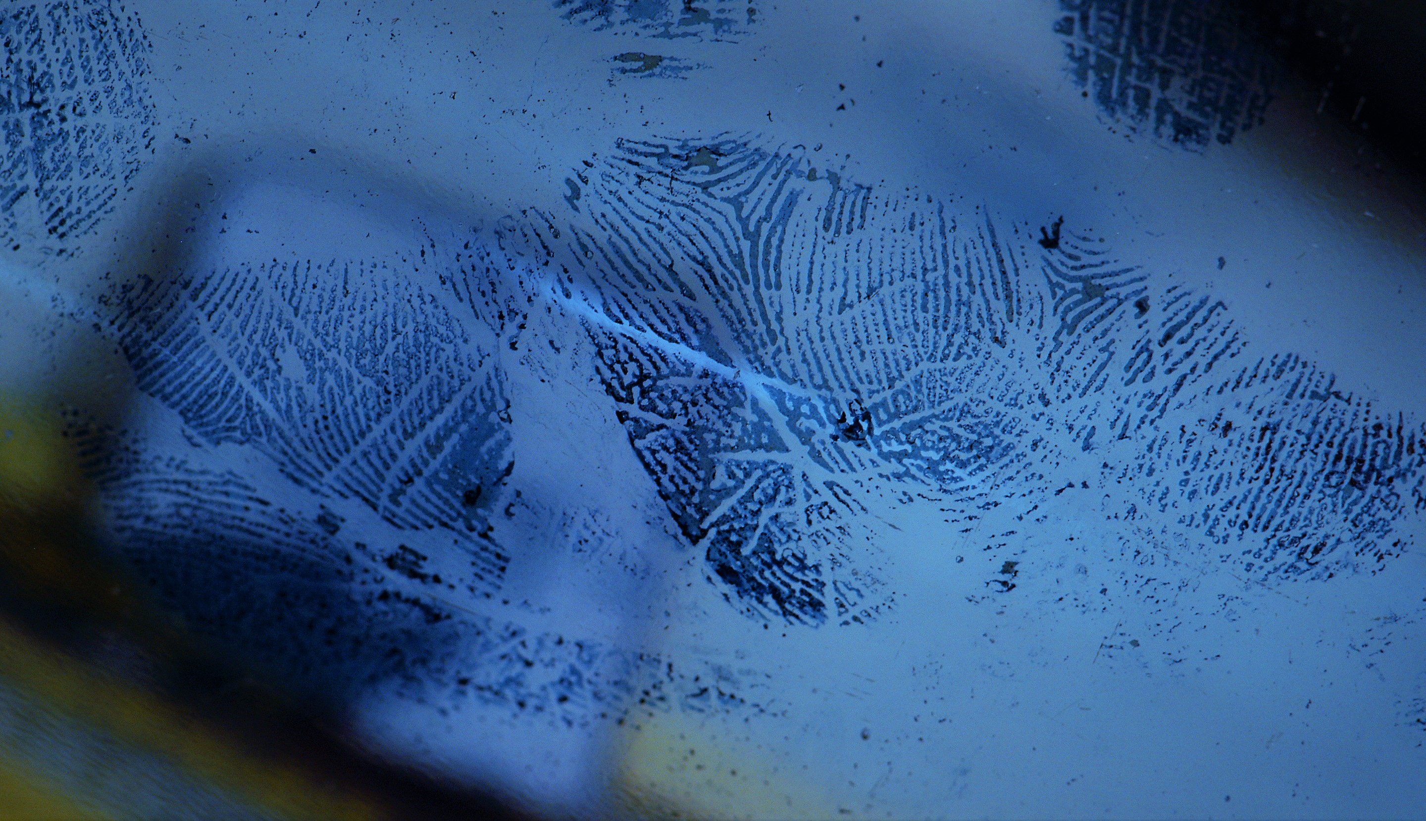 Blood palm print enhancement with Amido Black, crime scene investigation, latent print development